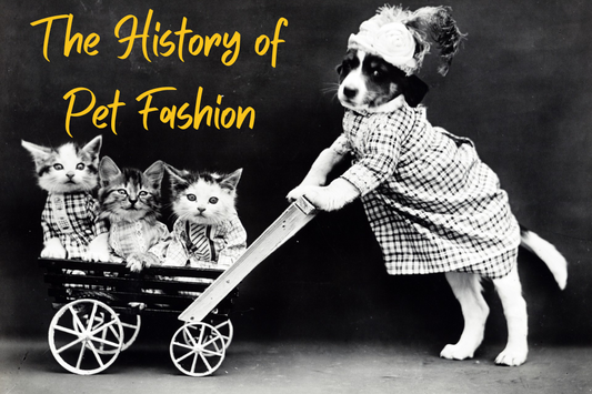 The History of Pet Fashion: From Practicality to Streetwear