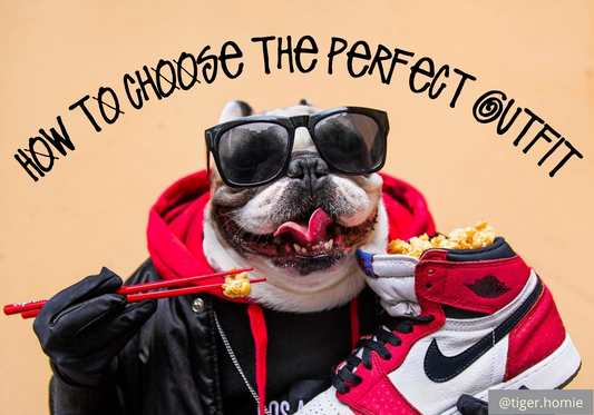 How to Choose the Perfect Outfit for Your Dog