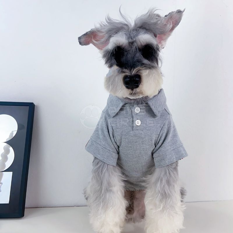 lacoste polo tee for dog