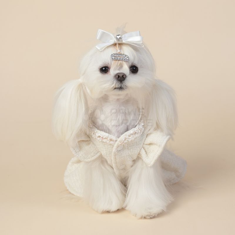 Small white dog wearing a decorative outfit with a bow on a beige background