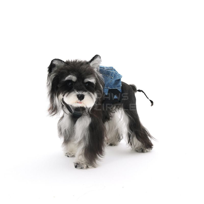 Small dog wearing a denim jacket on a white background