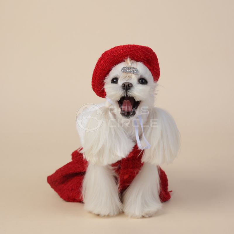 Small dog wearing a red outfit with a white background