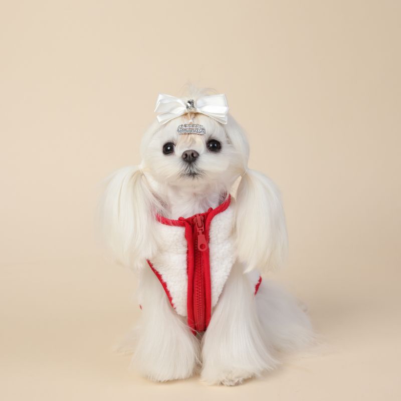 Small white dog with a red outfit and decorative headband on a beige background