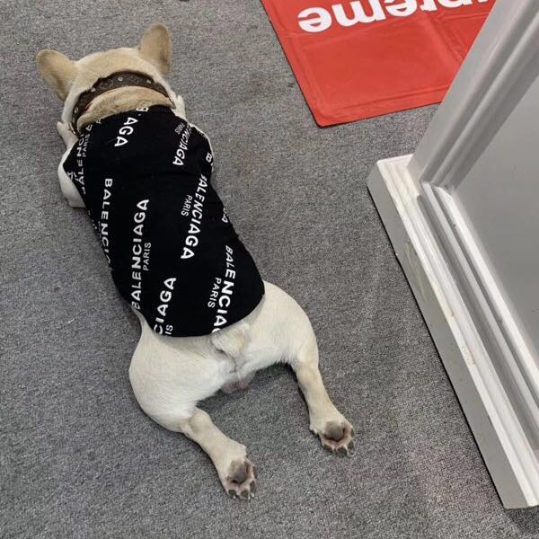 pawlenciaga logo dog shirt