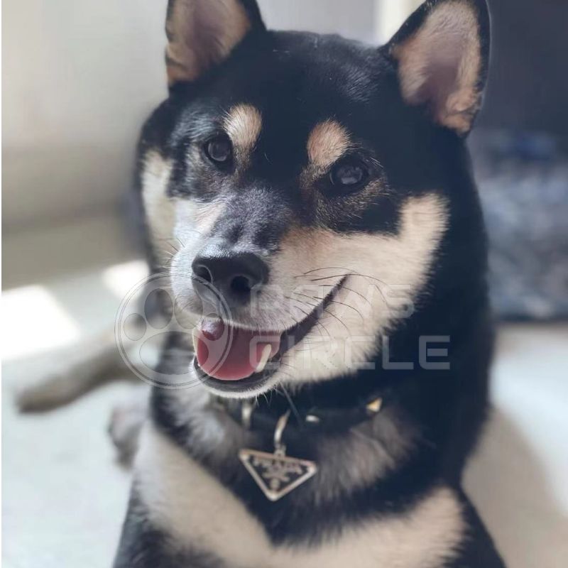 Pawda Studded Collar & Leash