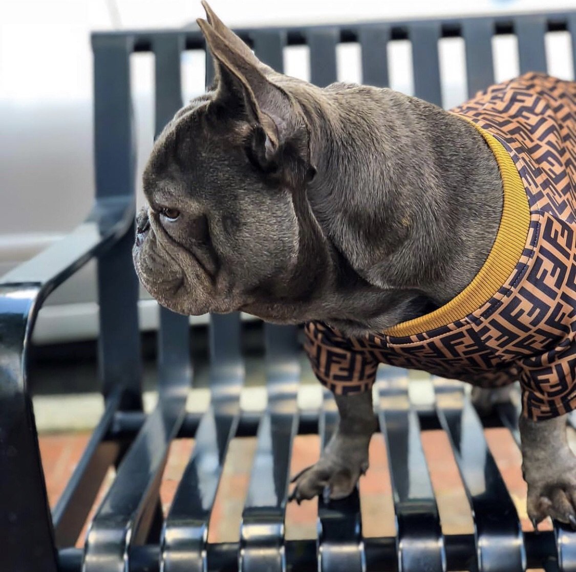 fendi monogram dog tee