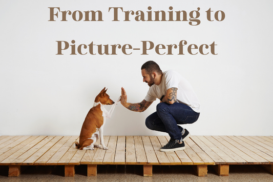 From Training to Picture-Perfect: Unleashing Your Pet's Fashionable Potential