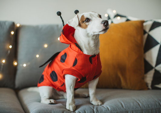 Extremely Cute Halloween Costumes For Dogs To Try In 2021