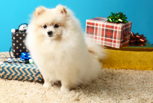 Best Gifts for Your Pet Influencer Friend & Every Dog Owner