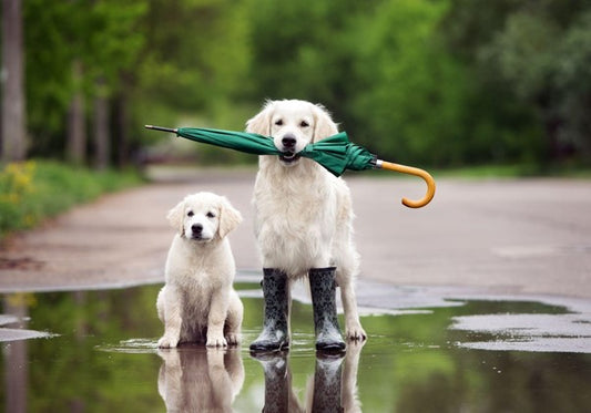 Tips & Essentials For Dog Walks In The Rain