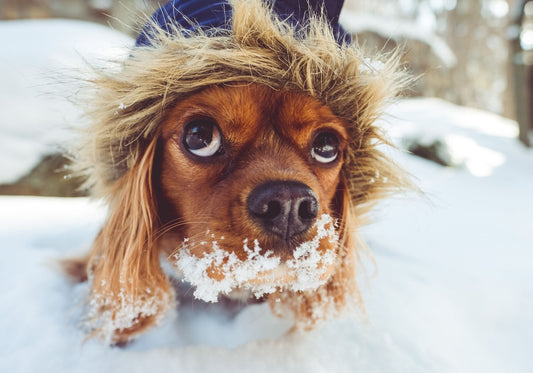 Protect Your Dog In Winter & Cold Weather With These Tips