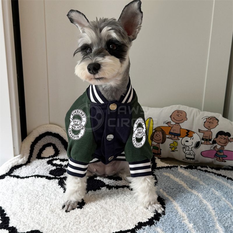 Small dog wearing a green and navy jacket with white buttons on a carpeted floor.