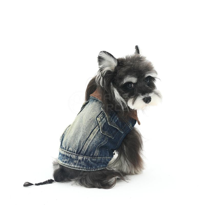 Dog wearing a denim jacket on a white background