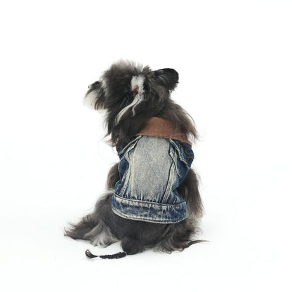 Dog wearing a denim jacket on a white background