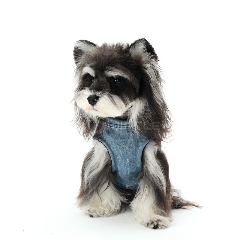 Dog wearing a denim outfit on a white background