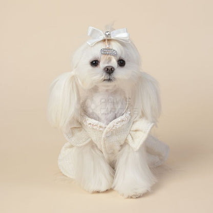 Small white dog wearing a decorative outfit with a bow on a beige background