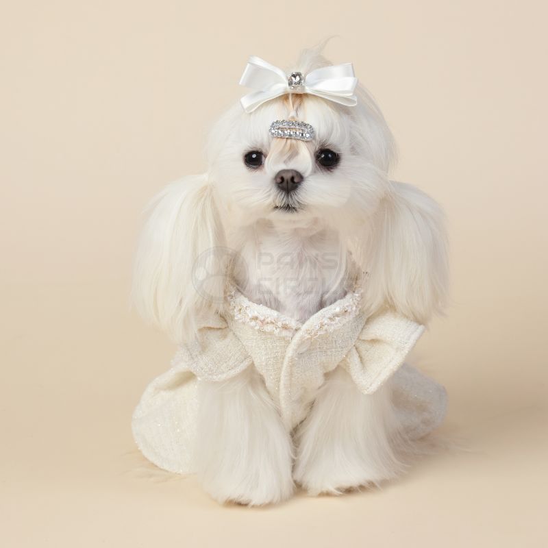 Small white dog wearing a decorative outfit with a bow on a beige background