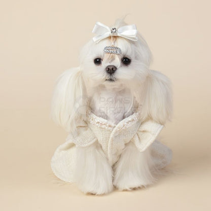 Small white dog wearing a decorative outfit with a bow on a beige background