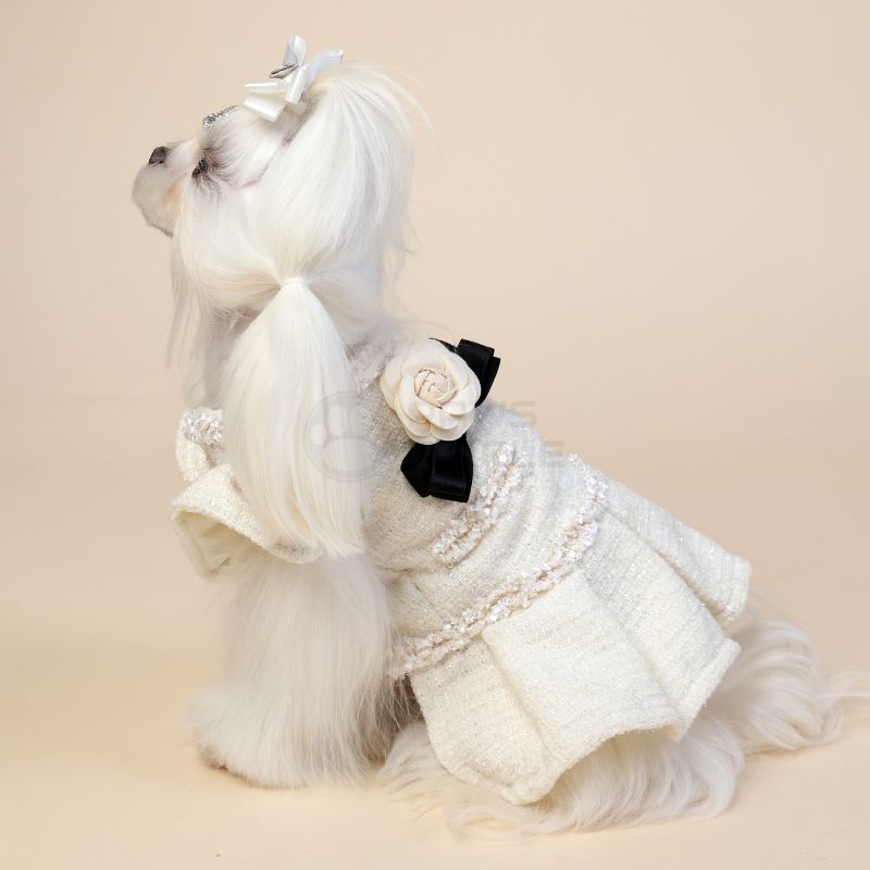 Dog wearing a white wedding dress with floral accessories on a beige background