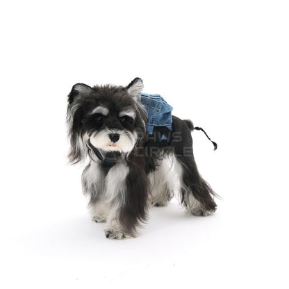 Small dog wearing a denim jacket on a white background
