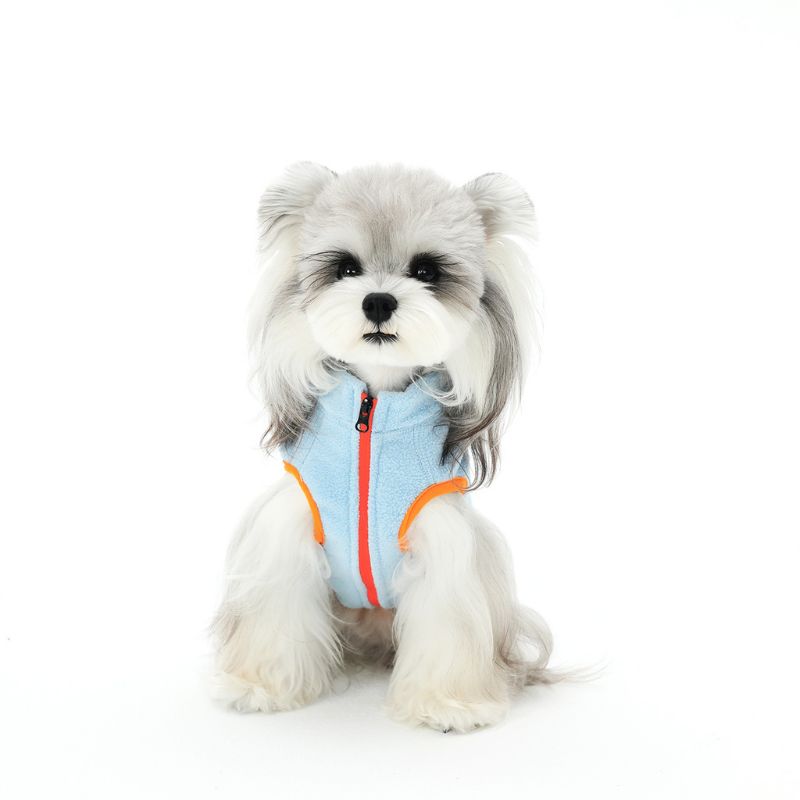 Small dog wearing a light blue jacket with orange trim on a white background