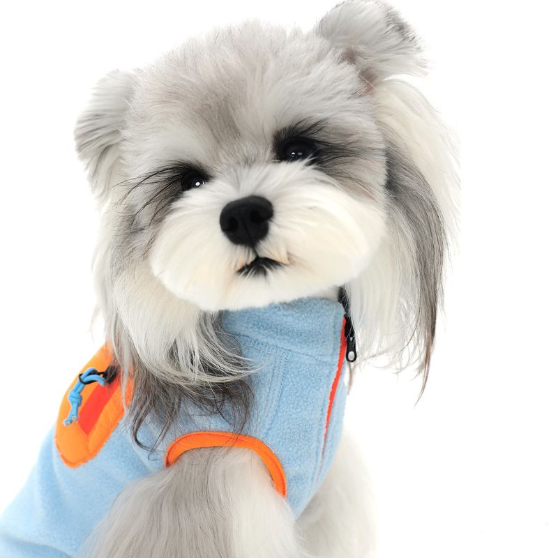 Small dog wearing a light blue sweater with orange accents on a white background