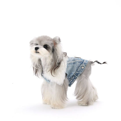 Small dog wearing a denim outfit on a white background