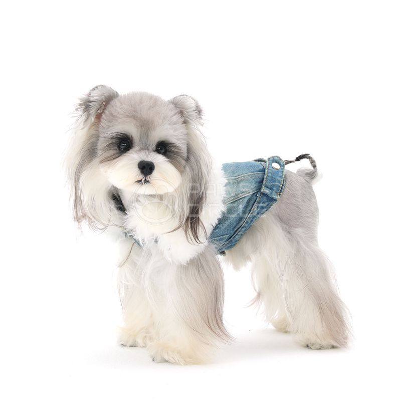 Small dog wearing a denim harness on a white background