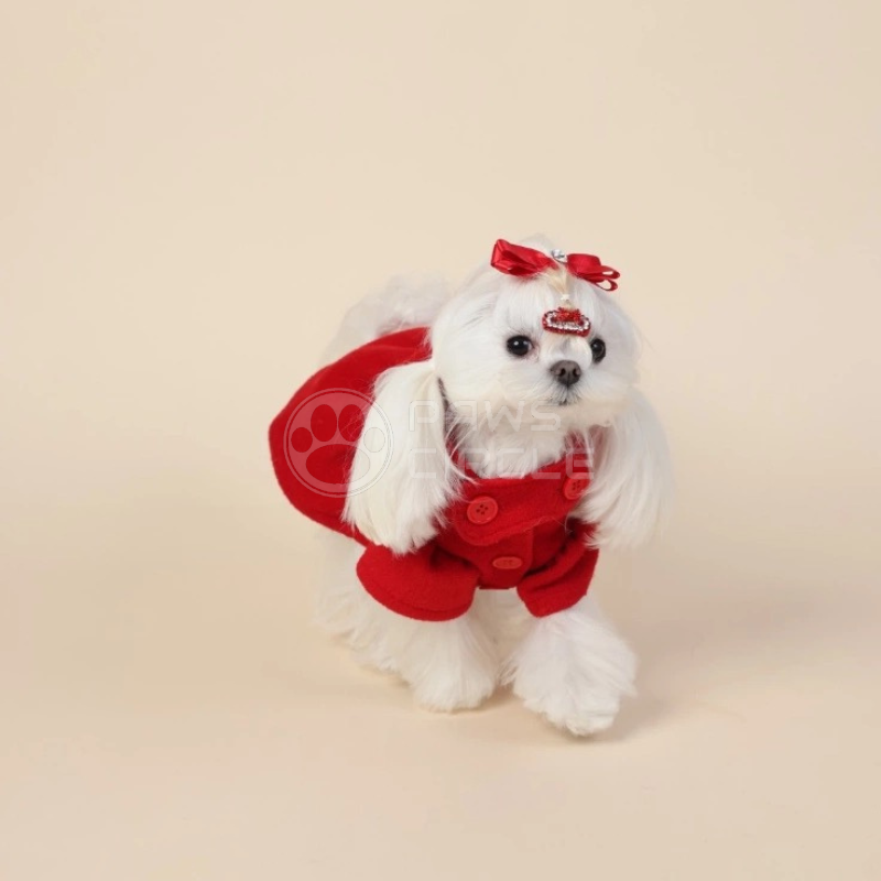 Small white dog wearing a red outfit with a bow on a beige background
