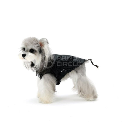 Small dog wearing a black harness on a white background