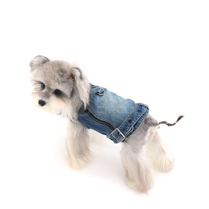 Dog wearing a denim jacket on a white background