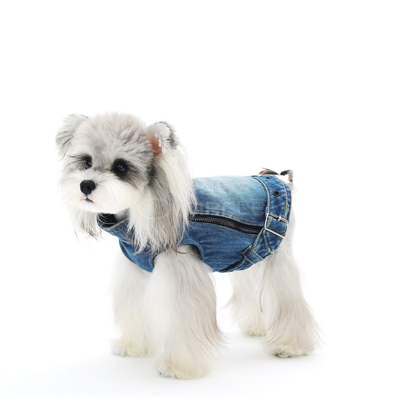 Small dog wearing a denim jacket on a white background