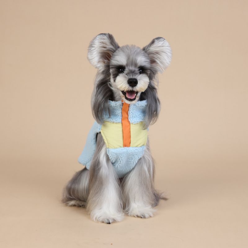 Dog wearing a colorful outfit with a pastel blue sweater and yellow shirt on a beige background