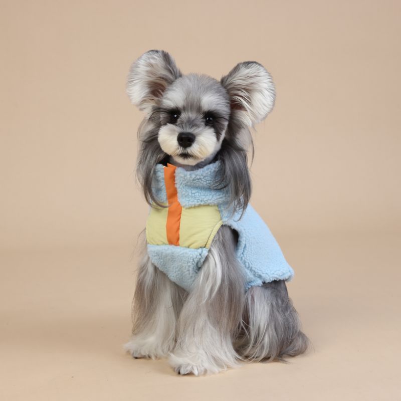 Dog wearing a colorful sweater on a beige background
