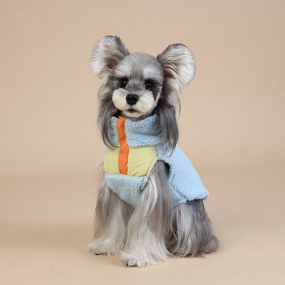 Dog wearing a colorful sweater on a beige background