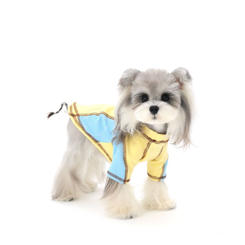 Small dog wearing a yellow and blue outfit on a white background