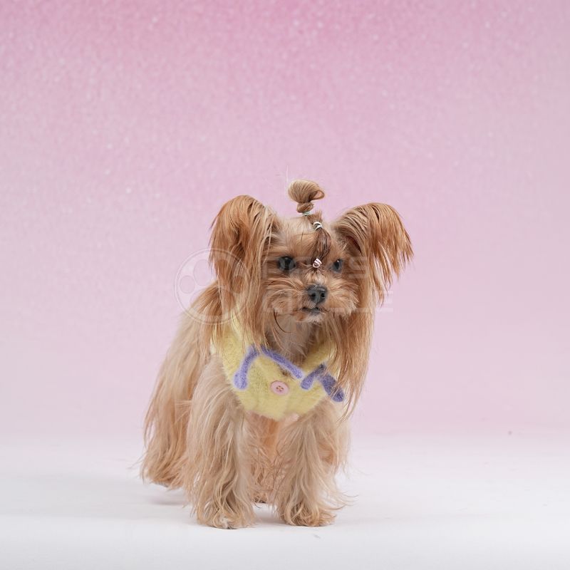 pastel yellow fluffy hoodies for puppy