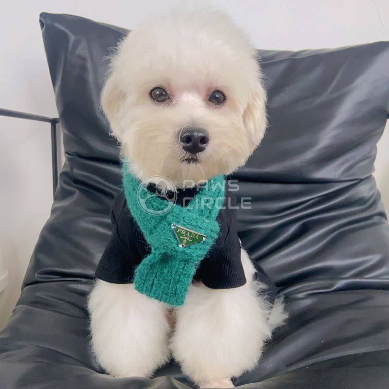 Prada knit scarf for dog