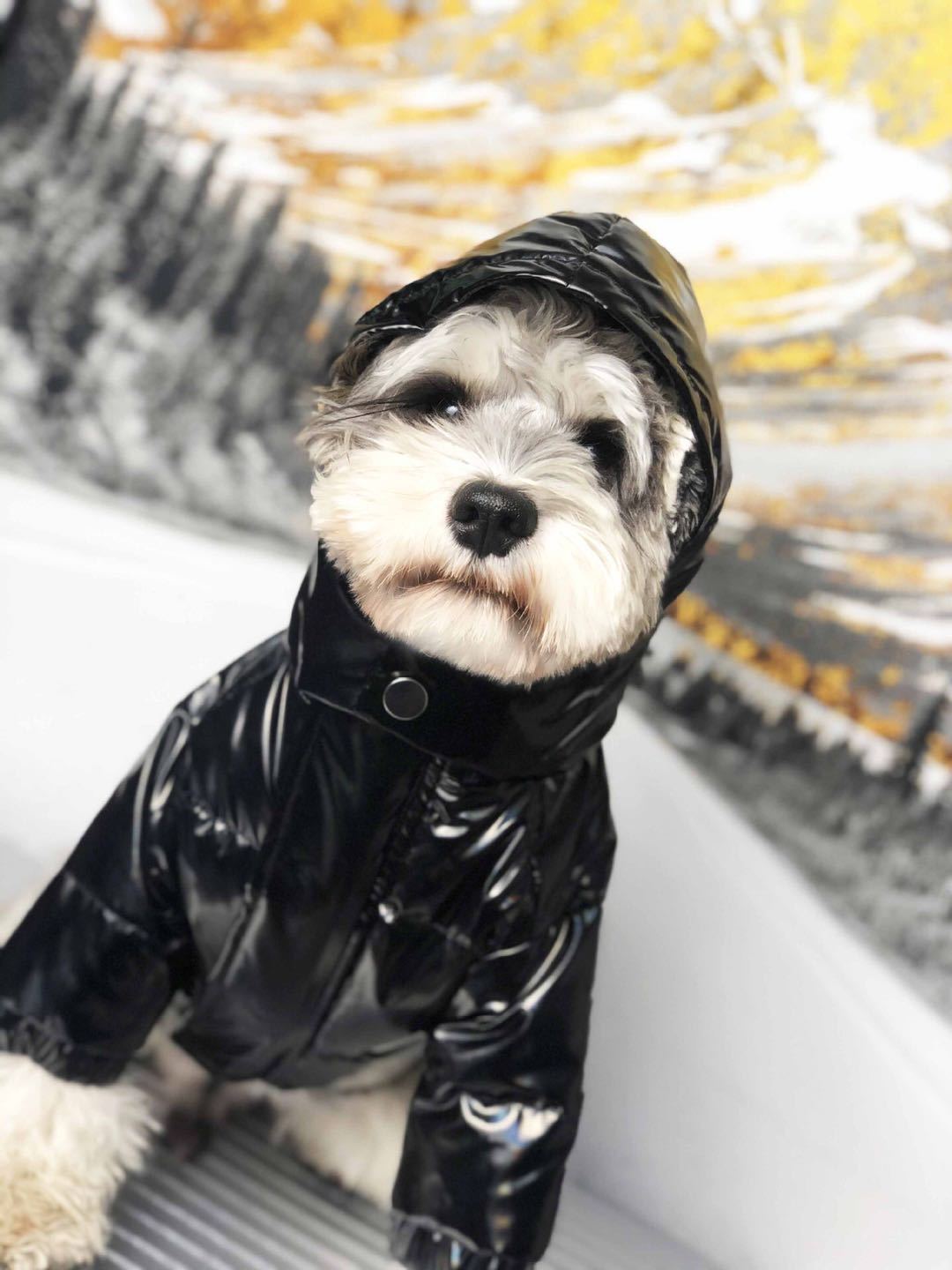 Moncler Dog Jacket with hood