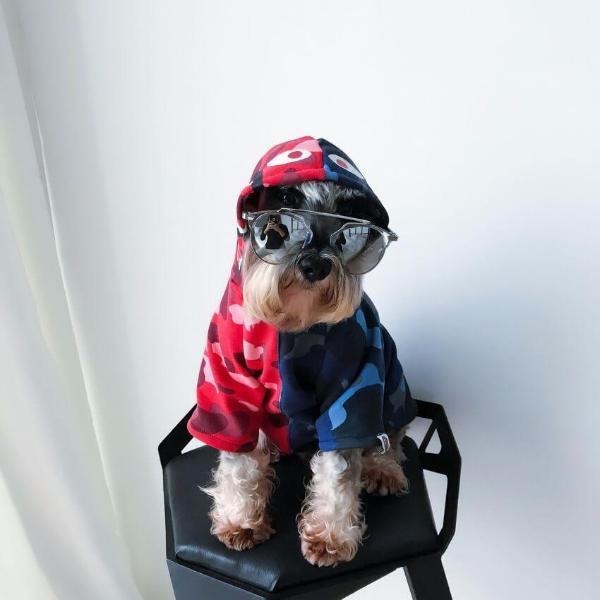 street style dog apparel in camo print