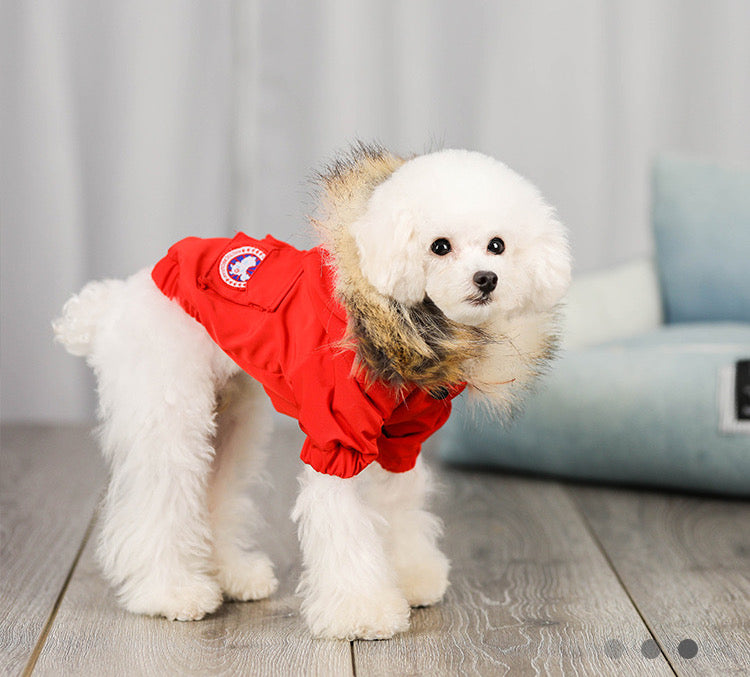 red colour winter dog jacket with fleece collar