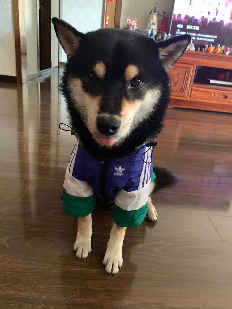 Shiba Inu wearing Adidas Dog Jacket
