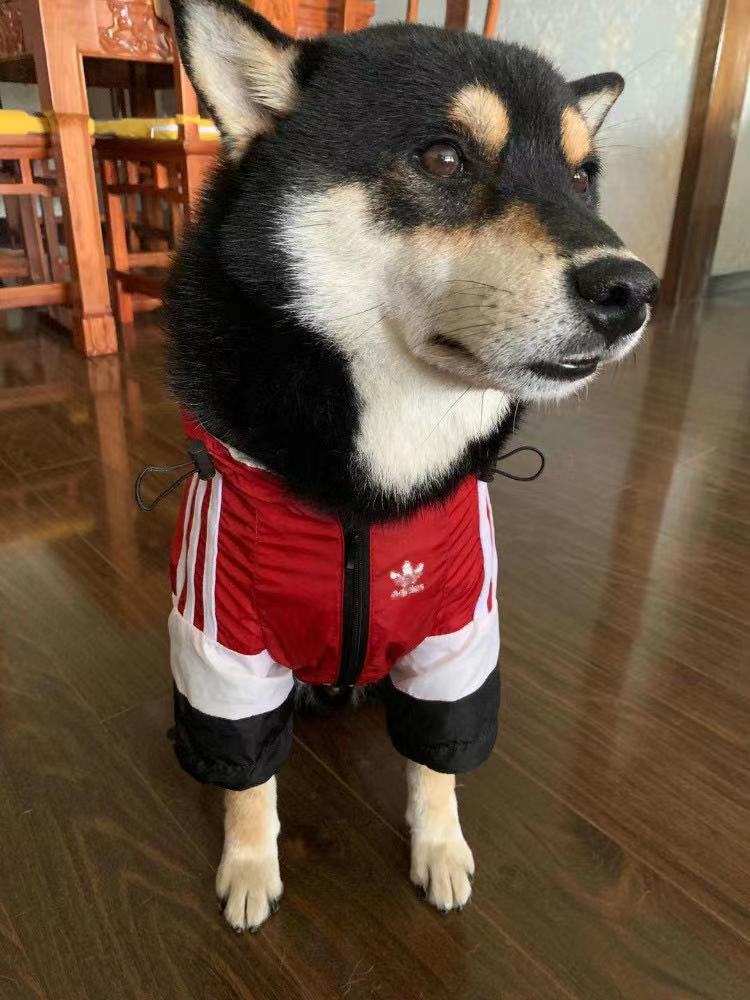 Adidog Windbreaker