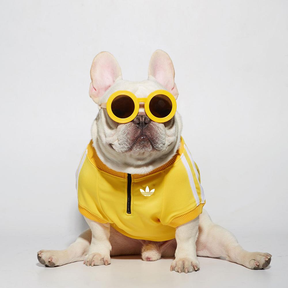 Yellow dog streetwear jacket
