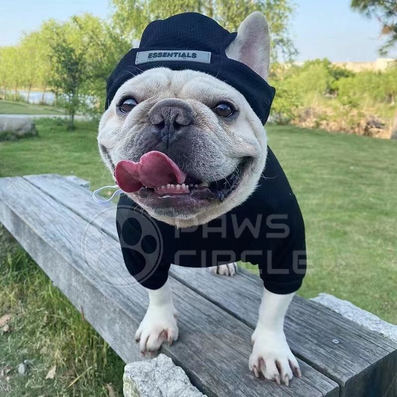 Dog sweater from discount beanie