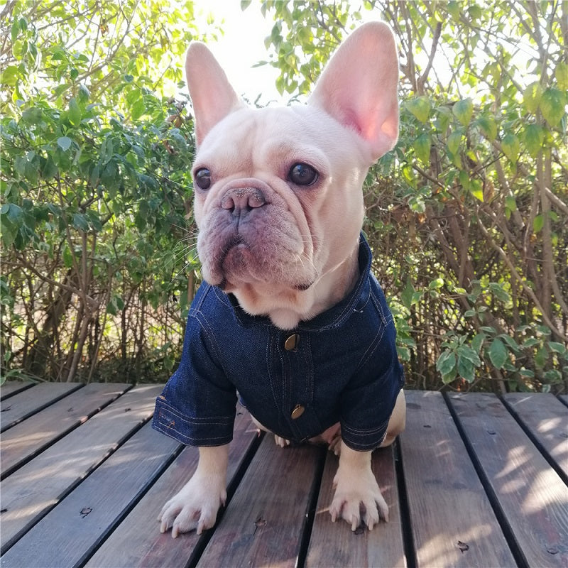 Pawtton Designer Denim Dog Jacket