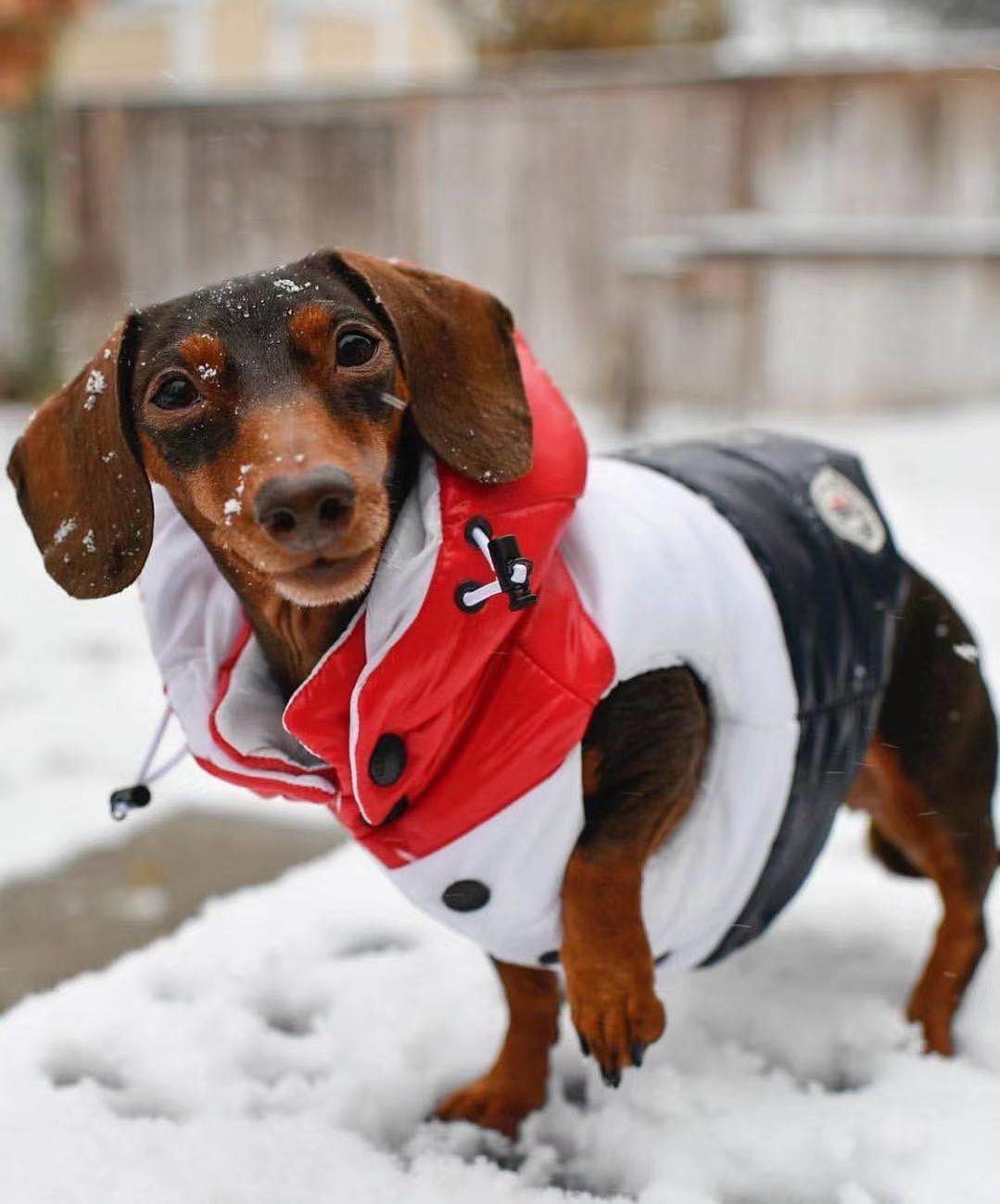 dog vest perfect for winter