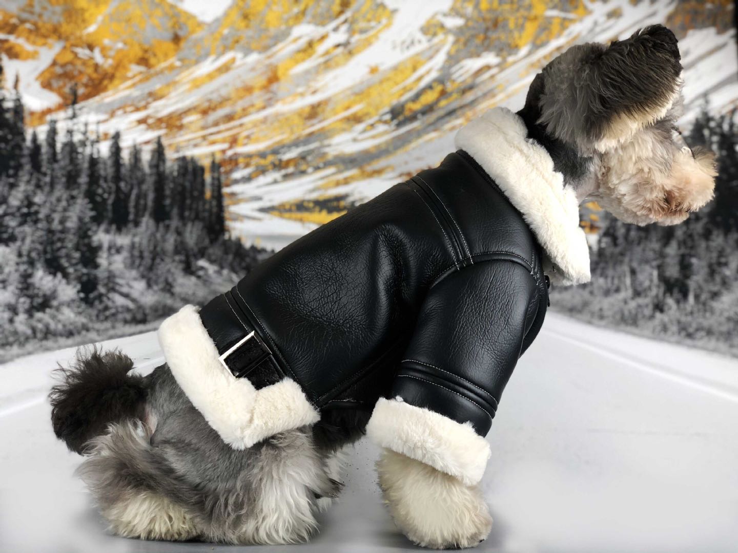 Designer leather dog jacket in black
