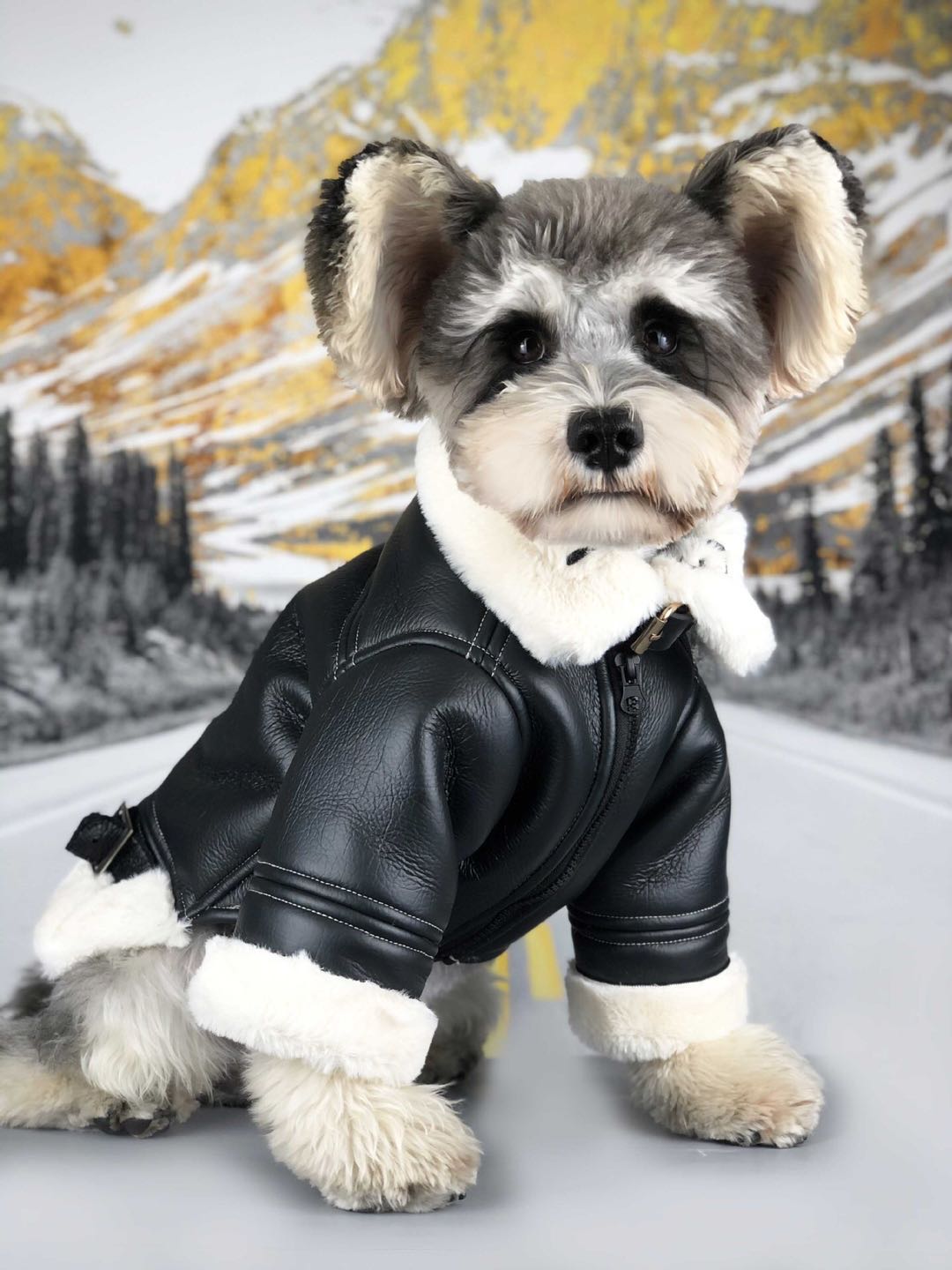 Cute leather dog jacket in black colour