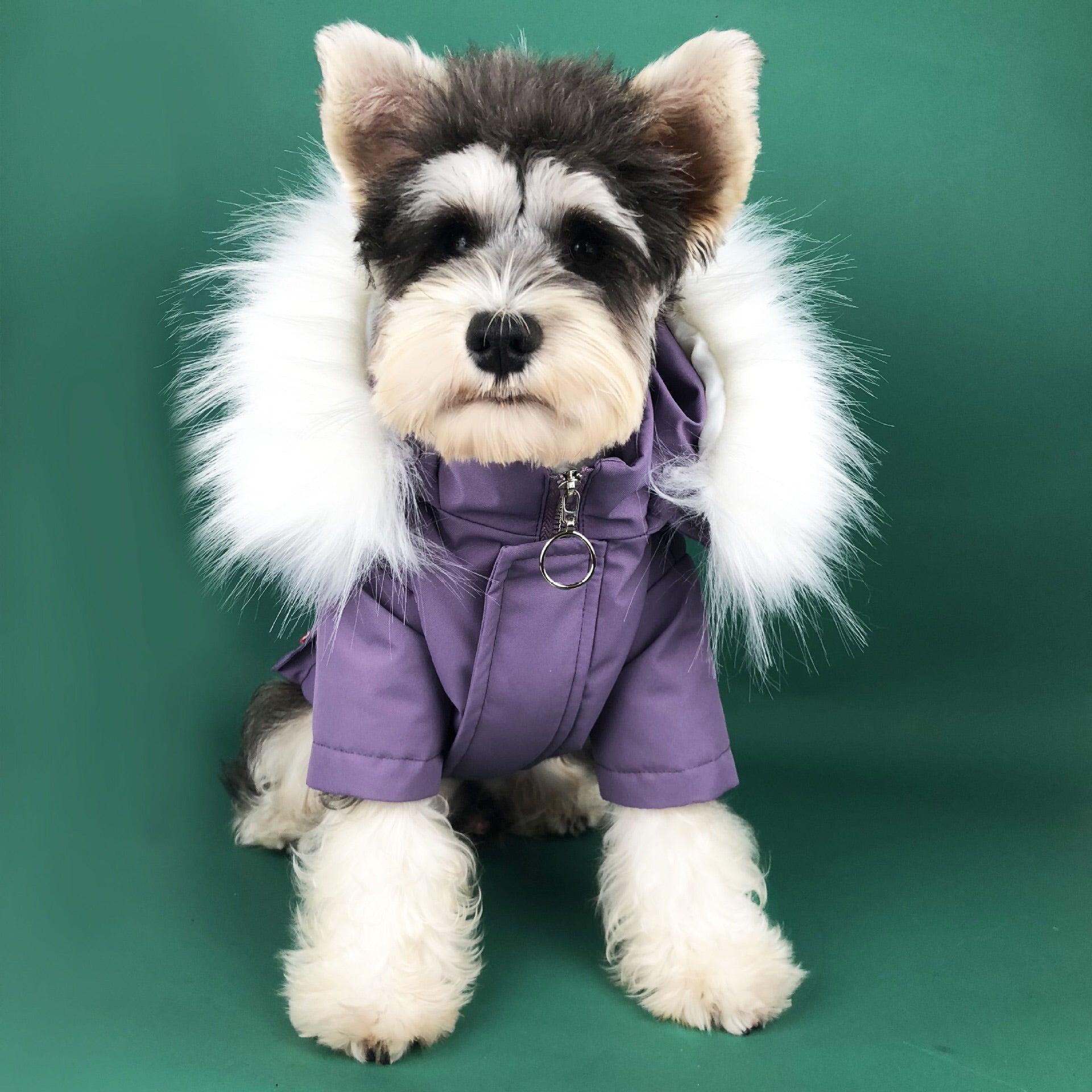 Canada Goose dog winter coat